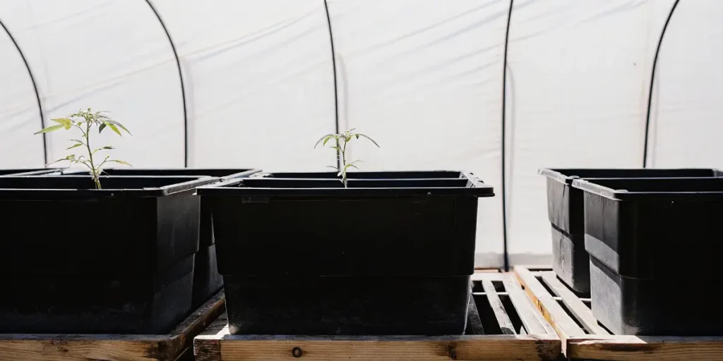 jeunes semis de cannabis en pots noirs dans une serre