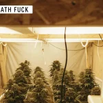 Zombie Death Fuck cannabis strain flowering indoors under warm grow lights