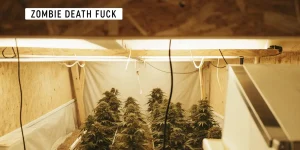 Zombie Death Fuck cannabis strain flowering indoors under warm grow lights