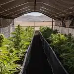 Allée de culture de cannabis en serre ombragée, jeunes plants verts.