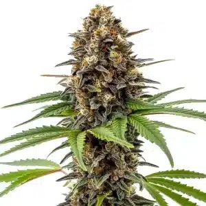 Close-up of Archive Runtz cannabis bud with vibrant trichomes and orange pistils