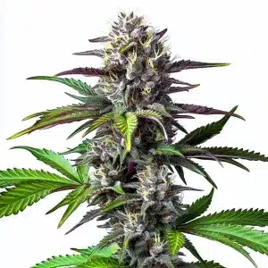 Blue Lobster cannabis flower with dense buds and purple undertones