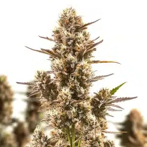 Blue Zushi cannabis bud with frosty coating and deep green leaves