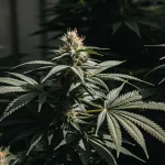 Gros plan d'un bourgeon de cannabis AK-47 Auto en croissance, feuilles sombres.