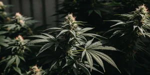 Gros plan d'un bourgeon de cannabis AK-47 Auto en croissance, feuilles sombres.