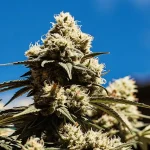 Gros plan hyperréaliste d'un bourgeon de cannabis dense et givré sous un ciel bleu.