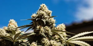 Gros plan hyperréaliste d'un bourgeon de cannabis dense et givré sous un ciel bleu.