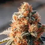 Gros plan hyperréaliste d'un bourgeon de cannabis mature, trichomes et pistils orange.