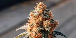 Gros plan hyperréaliste d'un bourgeon de cannabis mature, trichomes et pistils orange.