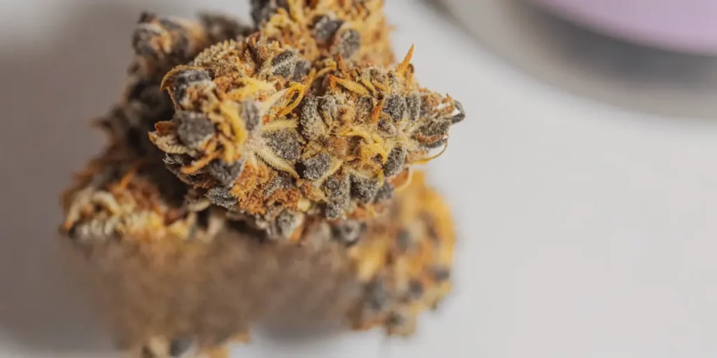 Gros plan détaillé d'un bourgeon de cannabis séché, couleurs orange et violettes.