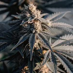 Gros plan d'un bourgeon Afghan Kush aux feuilles sombres, teintes violettes et trichomes.