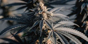 Gros plan d'un bourgeon Afghan Kush aux feuilles sombres, teintes violettes et trichomes.