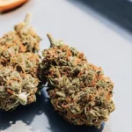 Trois bourgeons de cannabis séchés aux tons verts et orangés, à côté de tranches d'orange séchées.