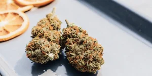 Trois bourgeons de cannabis séchés aux tons verts et orangés, à côté de tranches d'orange séchées.