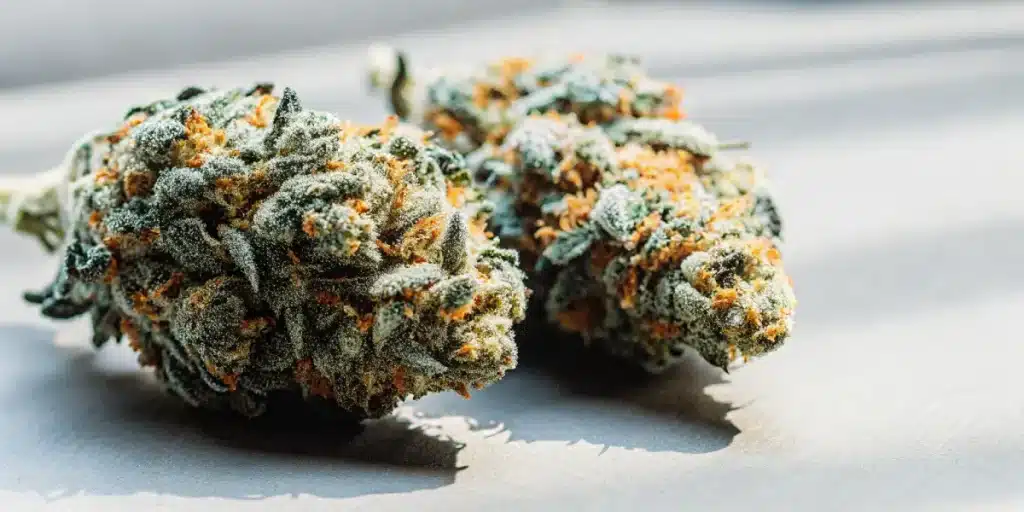 Deux bourgeons de cannabis séchés, denses, aux teintes vertes, orange et givrées, sur surface blanche.
