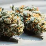 Deux bourgeons de cannabis séchés, denses, aux teintes vertes, orange et givrées, sur surface blanche.