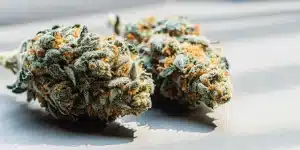 Deux bourgeons de cannabis séchés, denses, aux teintes vertes, orange et givrées, sur surface blanche.