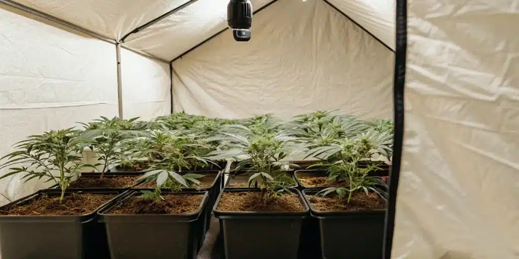 Chambre de culture intérieure avec rangées de plants de cannabis verts en pots.