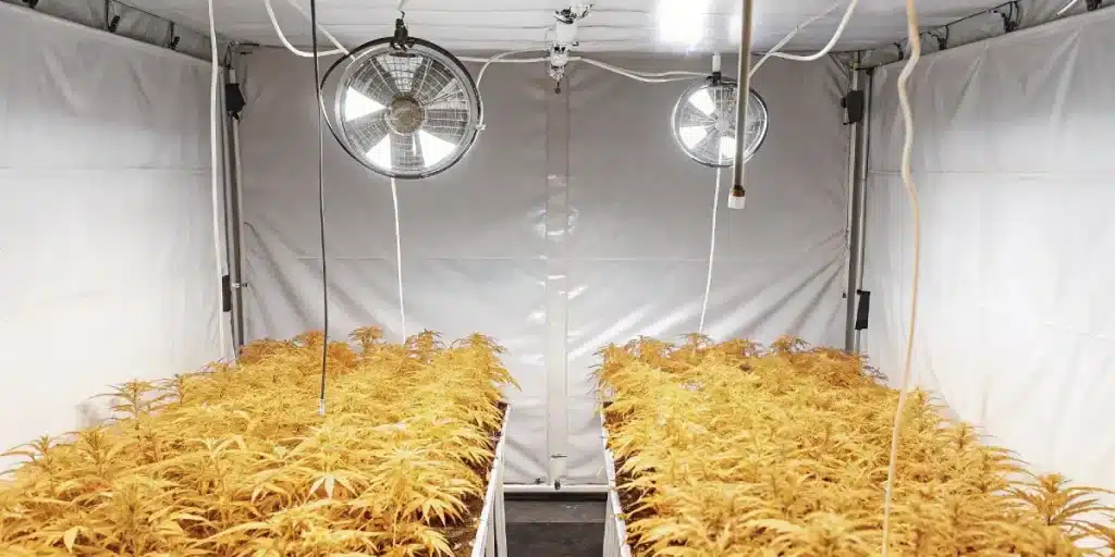 Grande chambre de culture intérieure avec rangées de plants de cannabis jaunes, ventilateurs.