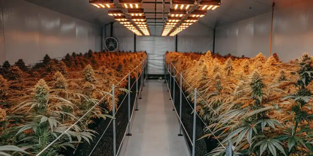 Chambre de culture intérieure méticuleusement organisée, rangées de plants de cannabis orange sous lampes LED.