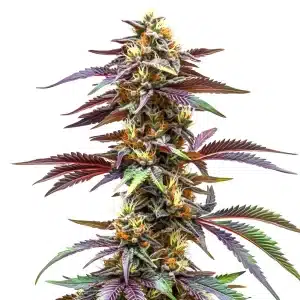 Plante de cannabis Critical Sunset Auto avec des fleurs colorées aux tons violets et orangés.