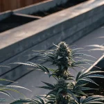 Plants de cannabis robustes en croissance dans des bacs extérieurs sous le soleil.
