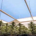 Plants de cannabis luxuriants sous des panneaux lumineux bleus et blancs, culture intérieure.