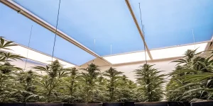 Plants de cannabis luxuriants sous des panneaux lumineux bleus et blancs, culture intérieure.