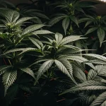 Plants de cannabis aux feuilles larges et denses sous lumière de culture, ambiance sombre.