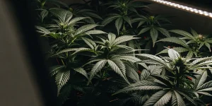 Plants de cannabis aux feuilles larges et denses sous lumière de culture, ambiance sombre.