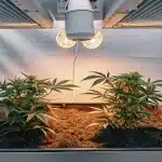 Deux plants de cannabis sous lampes LED chaudes, en bac de culture intérieur.