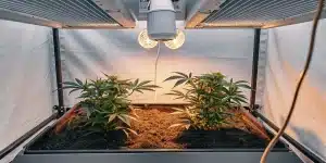 Deux plants de cannabis sous lampes LED chaudes, en bac de culture intérieur.