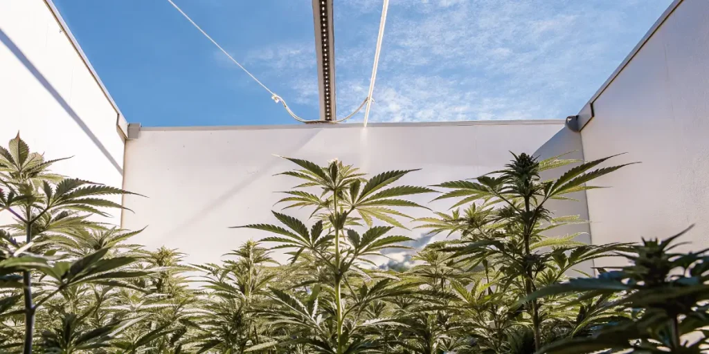 Plants de cannabis luxuriants dans une installation de culture intérieure ouverte au ciel bleu.
