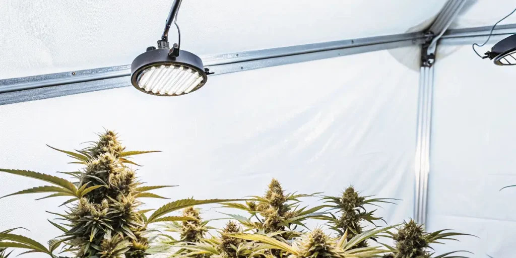 Plants de cannabis en floraison sous lampe LED ronde, serre intérieure lumineuse.