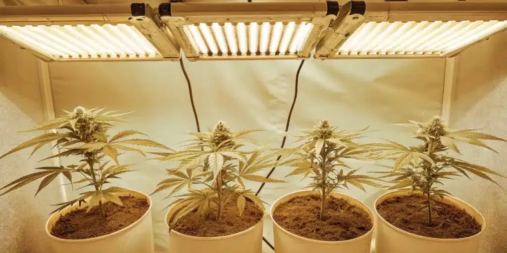 Quatre plants de cannabis en pots, cultivés en intérieur sous des lampes de croissance.