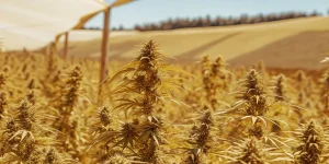Champ de cannabis Afghan Kush x Blueberry doré sous voile, culture pleine terre.