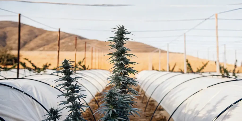 Plants de cannabis en rangées sous serres extérieures blanches, paysage aride.