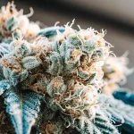 Gros plan détaillé d'un bourgeon de cannabis Alien Rock givré, aux feuilles bleutées.