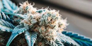 Gros plan détaillé d'un bourgeon de cannabis Alien Rock givré, aux feuilles bleutées.