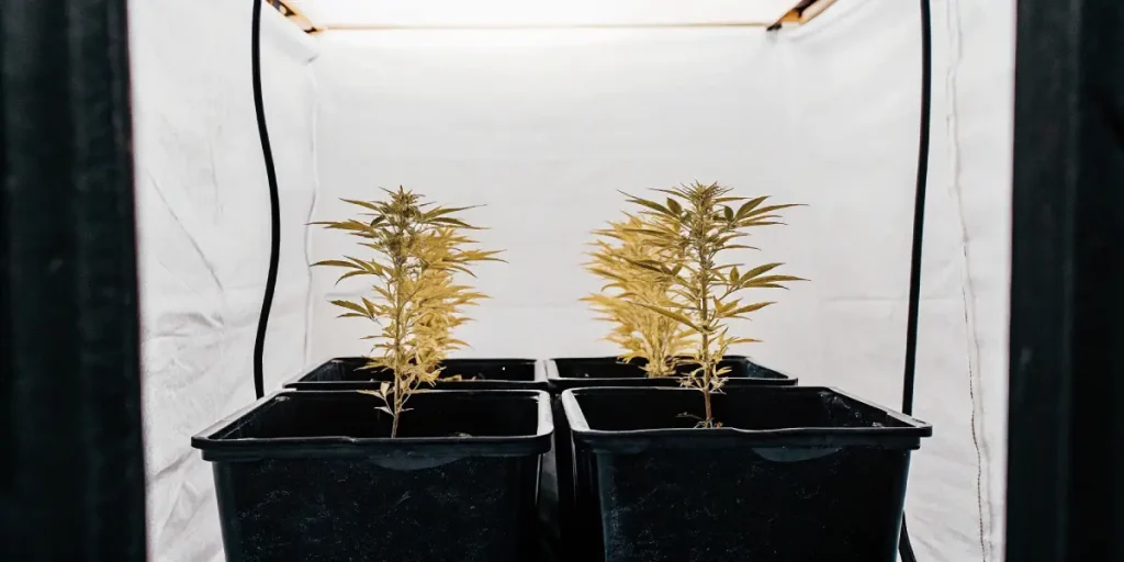 Quatre jeunes plants de cannabis en pots noirs, espace de culture intérieur blanc.