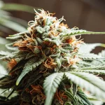 Gros plan hyperréaliste d'une fleur de cannabis AK-47 Auto mûre, pistils orange vifs, trichomes.