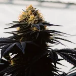 Gros plan ultra-détaillé d'une fleur de cannabis AK-47 Auto aux feuilles foncées, pistils orange.