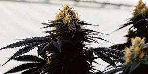 Gros plan ultra-détaillé d'une fleur de cannabis AK-47 Auto aux feuilles foncées, pistils orange.