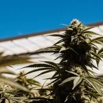 Gros plan d'une fleur de cannabis AK x Somango Auto mature sous un ciel bleu, serre.