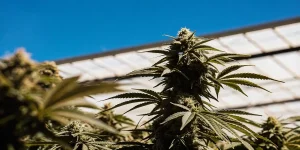 Gros plan d'une fleur de cannabis AK x Somango Auto mature sous un ciel bleu, serre.