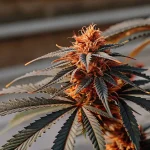 Gros plan d'une fleur d'Alaskan Thunderfuck aux pistils orangés et feuilles foncées.