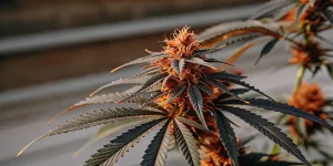 Gros plan d'une fleur d'Alaskan Thunderfuck aux pistils orangés et feuilles foncées.