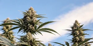 Deux fleurs de cannabis matures et givrées sous un ciel bleu avec des nuages, en plein air.