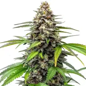 Fruity Loops cannabis plant with colorful buds and crystal resin