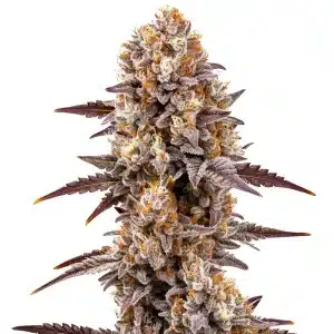 Grosse tête de cannabis Gumbo avec couleurs violettes et trichomes brillants.